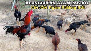 Ciri-Ciri Ayam Pakhoy Asli Serta Kelebihannya dibandingkan ayam jenis lain