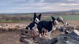 Two incredible collie sheepdogs herding sheep in Scotland