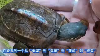 大頭烏龜被除名，不是基因單獨品種，模式產地南京的大頭草龜真相