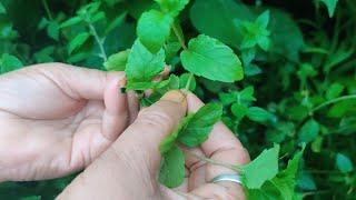 Pudina Kadha Recipe For Immunity Booster  How to Make Mint Tea  Pudina Tea Recipe