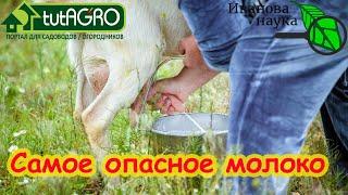 САМОЕ ОПАСНОЕ В МИРЕ МОЛОКО