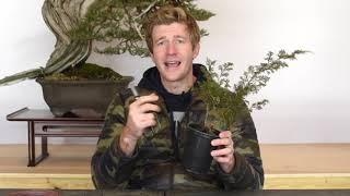 Shohin Juniper Bonsai from Cuttings Part 1  Bonsai-U