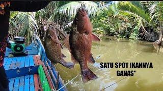 Ferocious predator Paradise Mangrove jack. fishing snapper