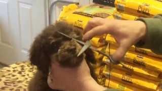 How we trim our schnoodles faces to cut down the tearing  Yes you can do it