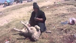 Koyun Kesen Kadın KKB  How to slaughter a lamb or goat or sheep woman. Kurban Kesimi