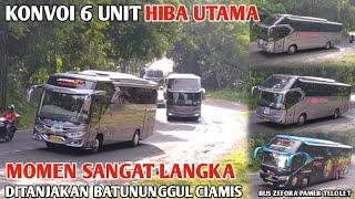 Jarang Terjadi  Konvoi 6 Bus Hiba UtamaBus Zefora Pamer Telolet Ditanjakan Batununggul ciamis