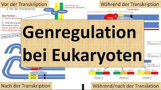 Genregulation bei Eukaryoten Transkriptions- und Translationsebene Genetik Oberstufe