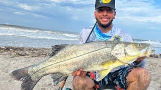 Pesca de RÓBALOS GRANDES de PLAYA  pescando en BOCA DE UN RÍO con BAILARINA PLUMERO.