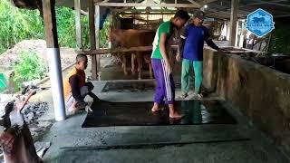 RENOVASI LANTAI KANDANG SAPI DAN PASANG KARPET KANDANG HENDRA MKM