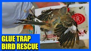Bird in Glue Trap Rescue Story with HAPPY ENDING