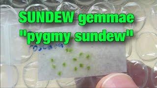 Planting SUNDEW gemmae - pygmy sundew +PINGS - Part 1