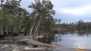 Sinkhole Video Trees Swallowed By Lousiana Sinkhole