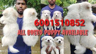 upcoming German spitz puppy