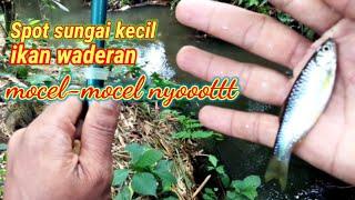 spot kecil ikan wader