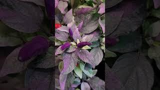 Interesting Pepper Plant With Pastel Colors