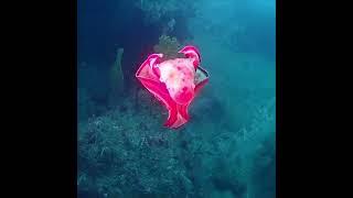 Diver Filming Spanish Dancer Up-Close