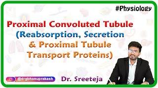 Proximal Convoluted Tubule  Reabsorption Secretion and Proximal Tubule Transport Proteins  USMLE