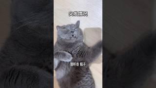 猫到中年… #萌宠 #pets #猫咪