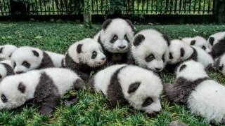 sound of panda bear - voice of animal
