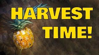 Learn How To Harvest Pineapple In This Quick And Easy Video Tutorial