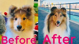 Puppy after 12 months
