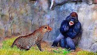 Cuando el Leopardo ataca al Gorila