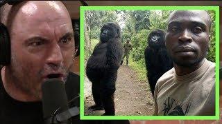 Joe Rogan  Imagine Seeing a Gorilla if They Didnt Exist