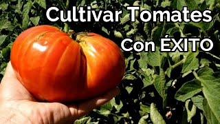 Como Cultivar Tomates con Éxito  Trucos y Recomendaciones  El Huerto de Silverio