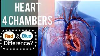 Heart Anatomy. Four Chambers Heart Physiology. Pulmonary veins. Aorta. Pulmonary Artery.