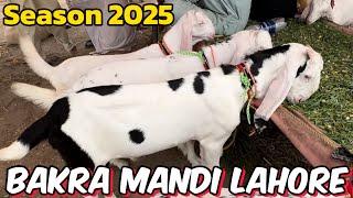 Bakra Mandi Lahore ki update  rajanpuri kids  desi Chatre  shahpur kanjra mandi Lahore