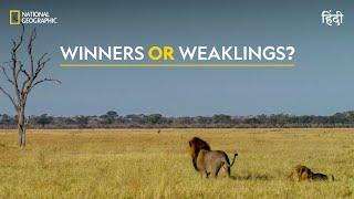 Winners or Weaklings?  Savage Kingdom Uprising  हिन्दी  Full Episode  S1 - E3  Nat Geo Wild