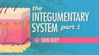 The Integumentary System Part 1 - Skin Deep Crash Course Anatomy & Physiology #6