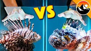 STUNG Twice - Scorpion Fish vs Lionfish