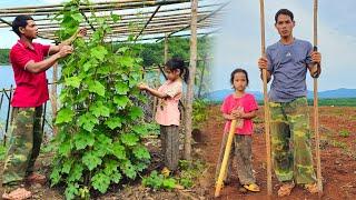 The luffa trellis has grown lushly planting rice with the village  happy father and daughter
