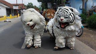 KIRAB CAN MACANAN SINGO MANGGALA DAN DRUMBAND MAONG REMAS DI MANDIRO TEGAL AMPEL BONDOWOSO PART2.0.m