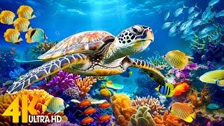 NEW 11HR Stunning 4K Underwater Footage  Rare & Colorful Sea Life Video - Relaxing Sleep Music #2