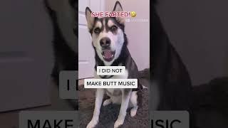 Most Funny Animal Video #Shorts