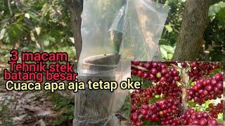 3 cara stek sambung kopi batang besar yang benar pasti berhasil.