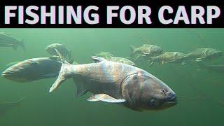 Asian Carp Fishing Saving the Great Lakes from Aquatic Invasive Species