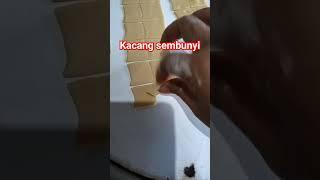 sibuk bikin kue lebaran jarangmika apload fidii #shortsfeed #shortsvideo