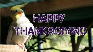 Thanksgiving @ The Pheasantasiam Aviary 2019