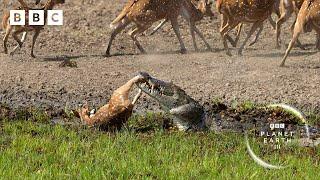 Crocodile attack at the watering hole   Planet Earth III - BBC