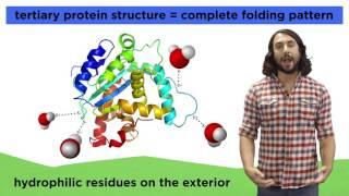 Protein Structure