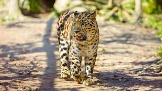 Leopard Facts Habitat Species and Behavior Revealed  Wild Animal Video