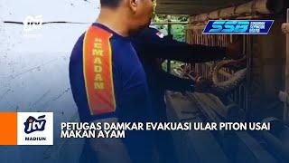 PONOROGO - Petugas Damkar Evakuasi Ular Piton Usai Makan Ayam