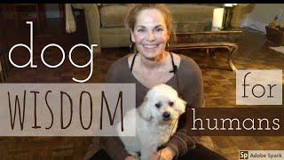 Dog wisdom dog lessons for humans from my dog - DOG VIDEO sweetfunnytouchinginspiring. Vlog5