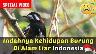 BURUNG TANPA SANGKAR Indahnya Kehidupan Burung Dialam Liar Indonesia