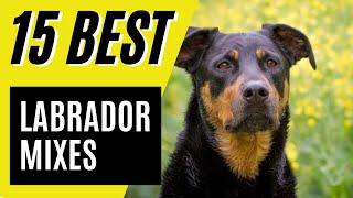 Lab Mixes - 15 Best Labrador Mixes Youll Love Golden Labrador Labradoodle