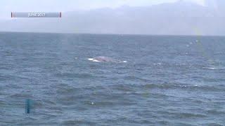 Increased numbers of blue whales spotted in Channel Islands region