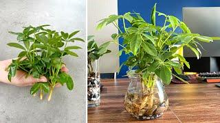 Propagating the schefflera plant as an aquatic plant that cleans dust in the air